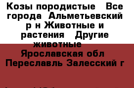 Козы породистые - Все города, Альметьевский р-н Животные и растения » Другие животные   . Ярославская обл.,Переславль-Залесский г.